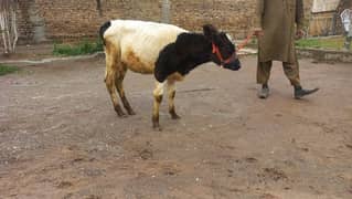 Nice breed female cow