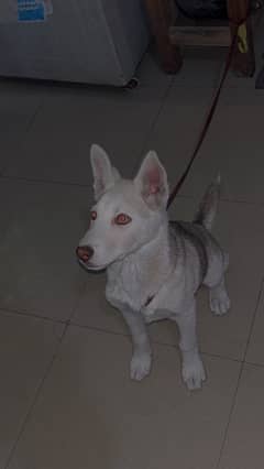 Alaskan husky pup for sale