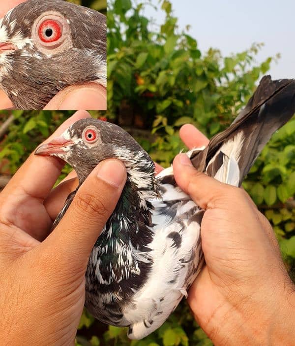 Pigeons Pair 8