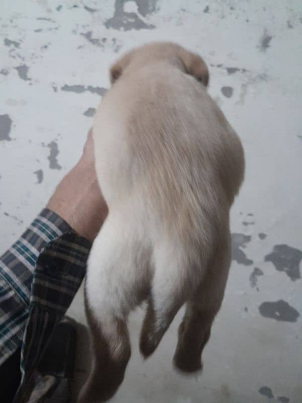 Labra female 1