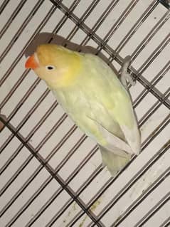 Ready to breed  Parblue pastelino/ino male available for sale