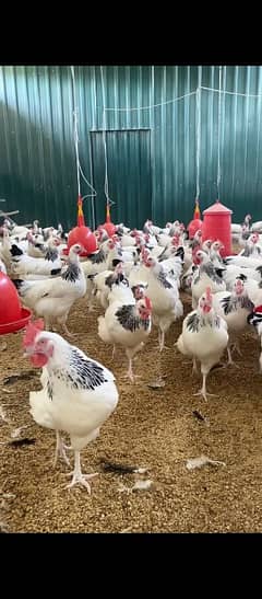 light Sussex heritage breeder birds