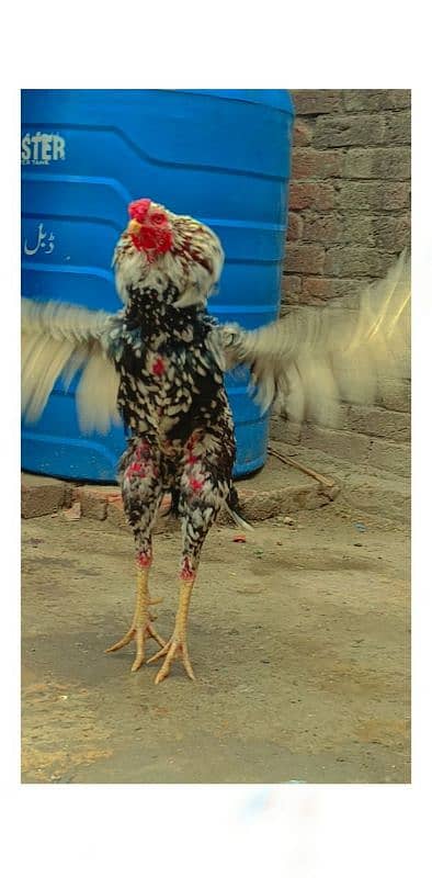 male for sale peur kamalia nassal high quality male long hight me 3