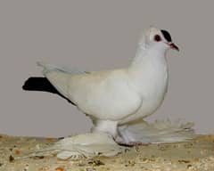 Saxson spot swallow breeder female