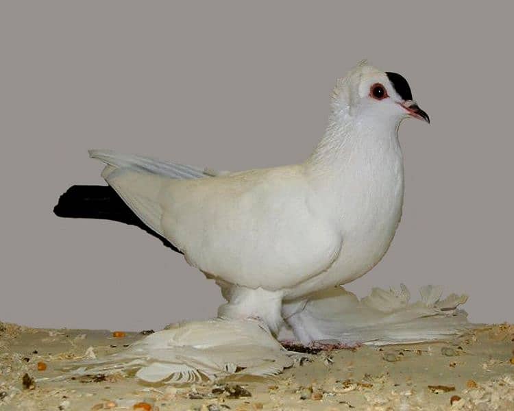 Saxson spot swallow breeder female 0