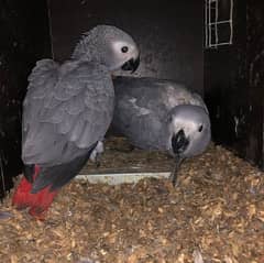 African grey parrot chicks 03274229165