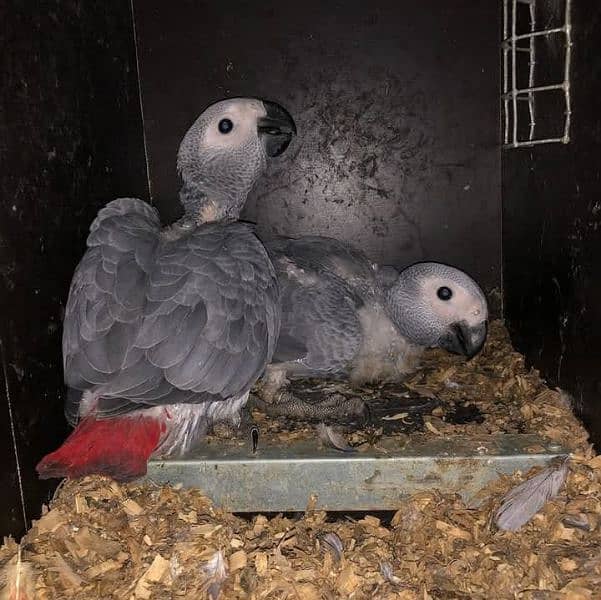 African grey parrot chicks 03274229165 1