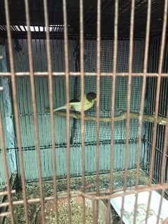 Canary pair for sale