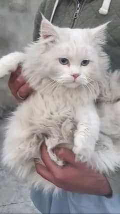 Persian cat