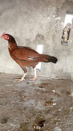 Aseel breed for sale