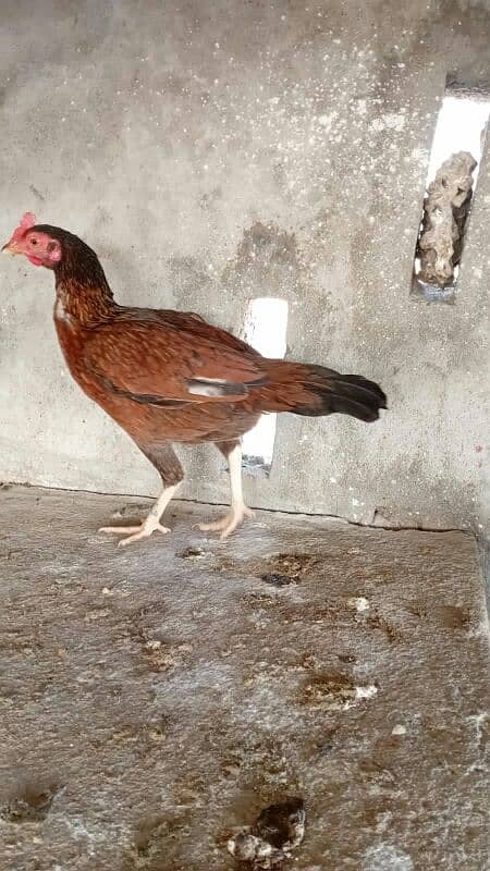 Aseel breed for sale 0