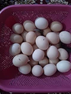 Black Austrolope fertile eggs for sale