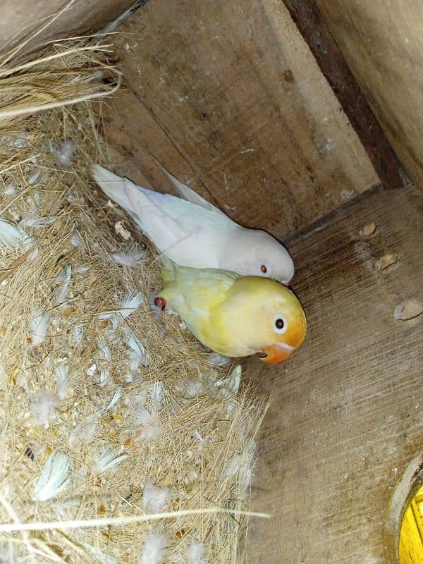 All bird Healthy and Breader Decino+albino red eyes 0