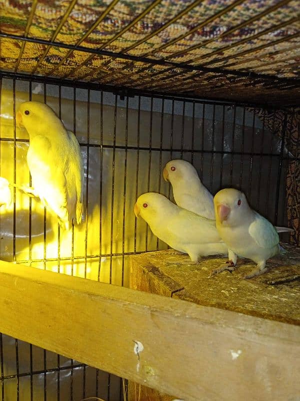 All bird Healthy and Breader Decino+albino red eyes 2