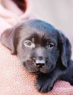 Labrador American British puppy