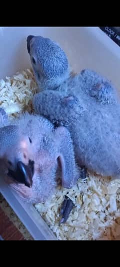 Congo African Grey Parrot Chicks Available