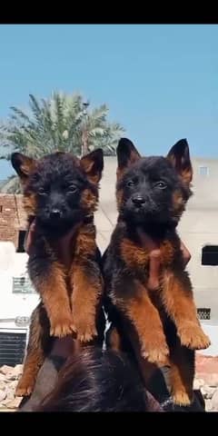 German Shepherd pair for sale