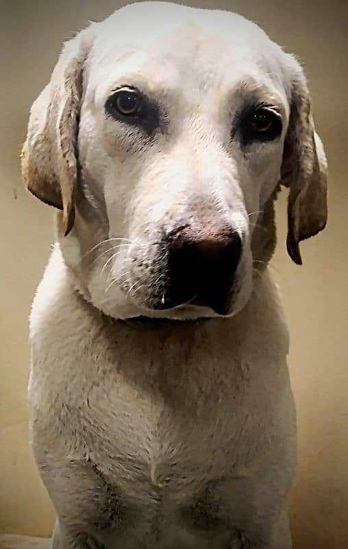 Female Labrador Show Class 0