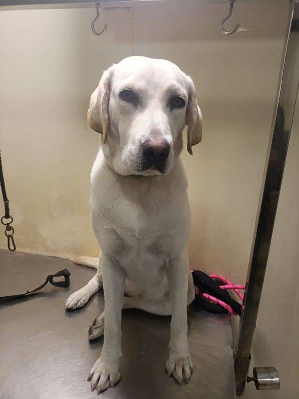 Female Labrador Show Class 1