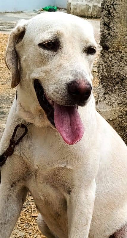 Female Labrador Show Class 2