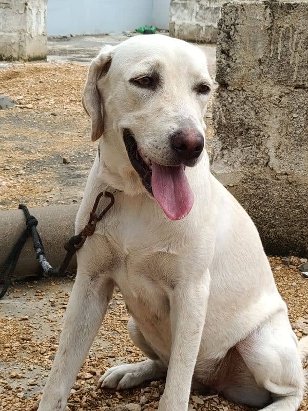 Female Labrador Show Class 3