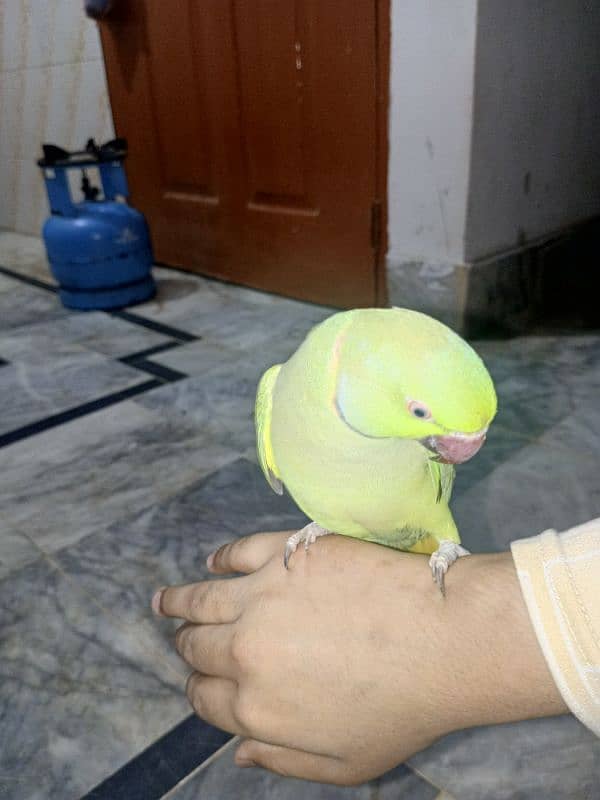 Green parrot 1