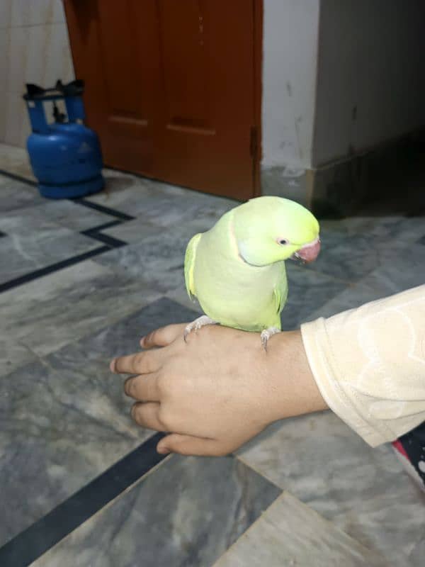 Green parrot 2