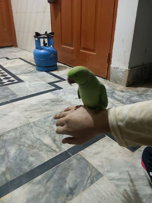 Green parrot 4