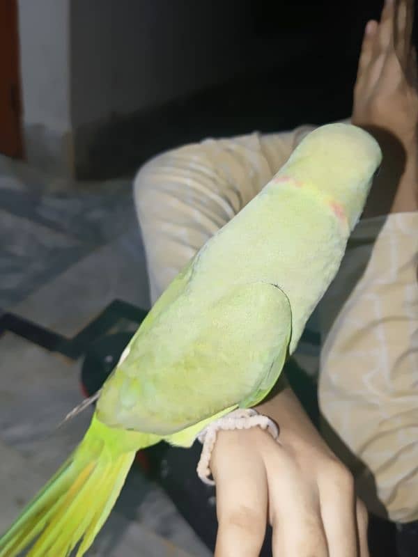 Green parrot 6