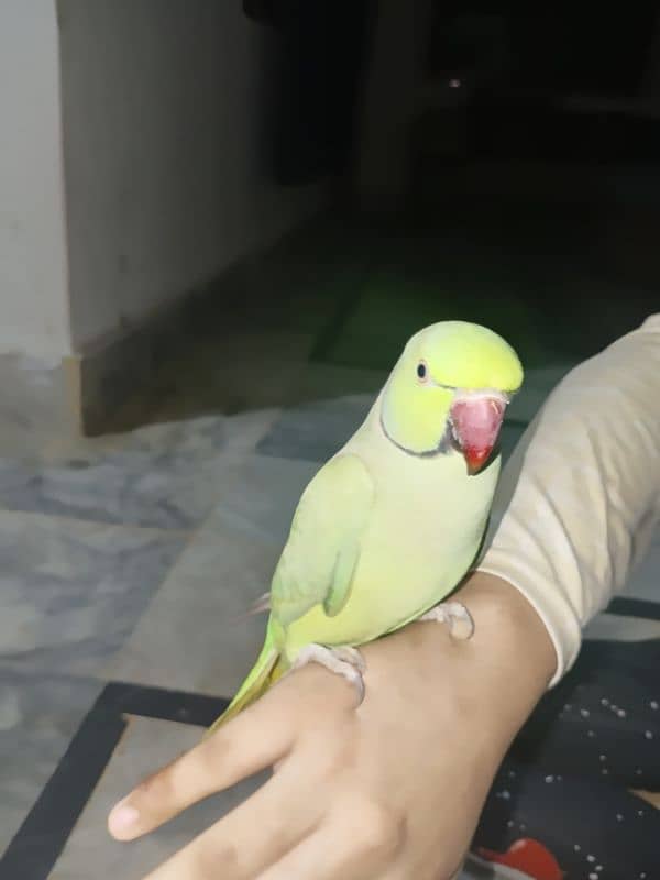 Green parrot 7