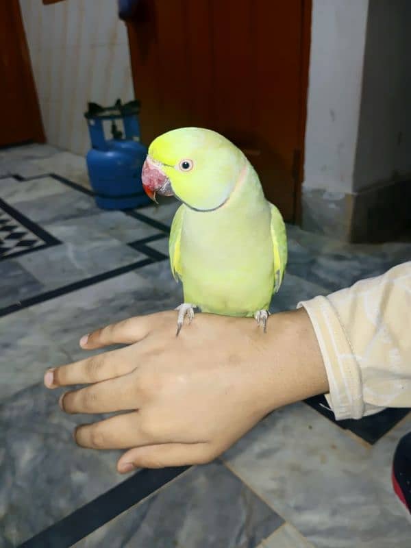 Green parrot 8