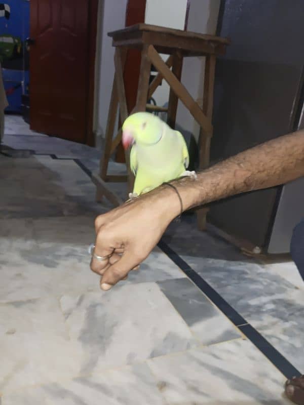 Green parrot 9