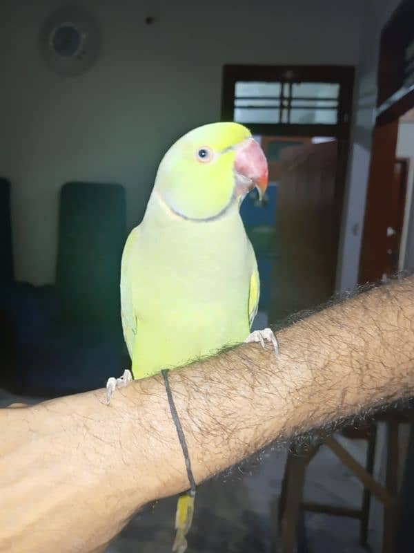 Green parrot 11