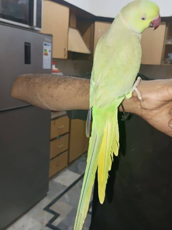 Green parrot 12