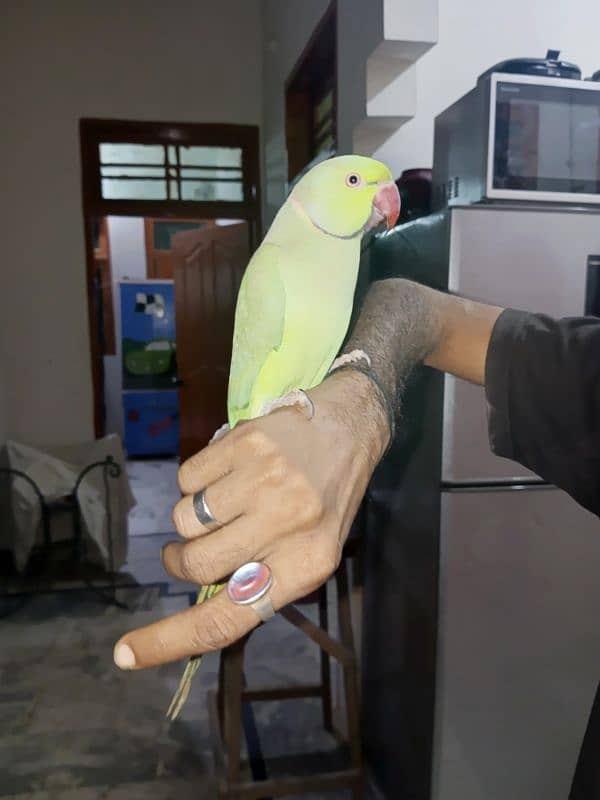 Green parrot 14