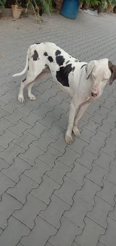 great dane 03008926564