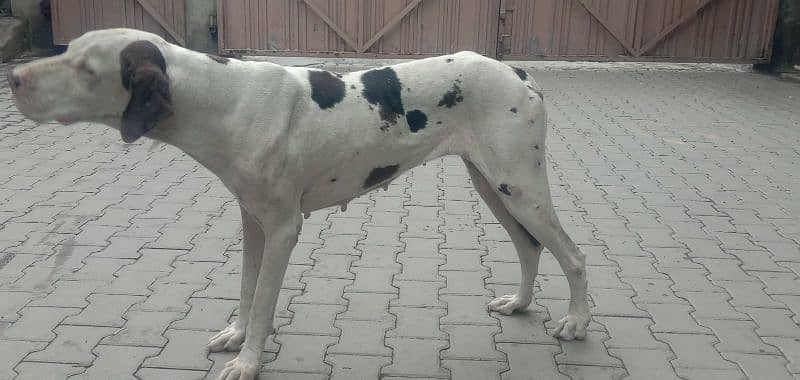 great dane 03008926564 1