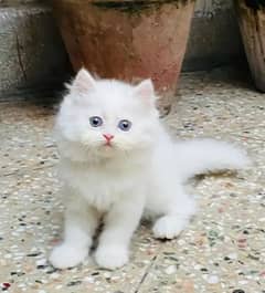 Persian kittens triple coat pair for sale contact whatsap03046501951