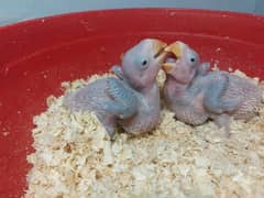 Kashmiri Raw Parrot Chicks