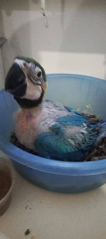 MACAW Blue n Gold chick's available 0