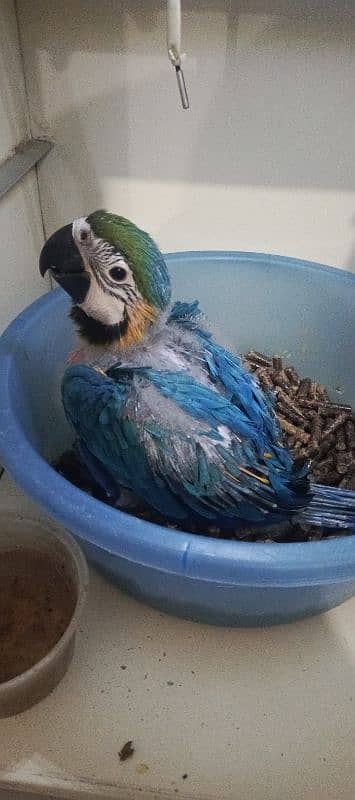 MACAW Blue n Gold chick's available 4