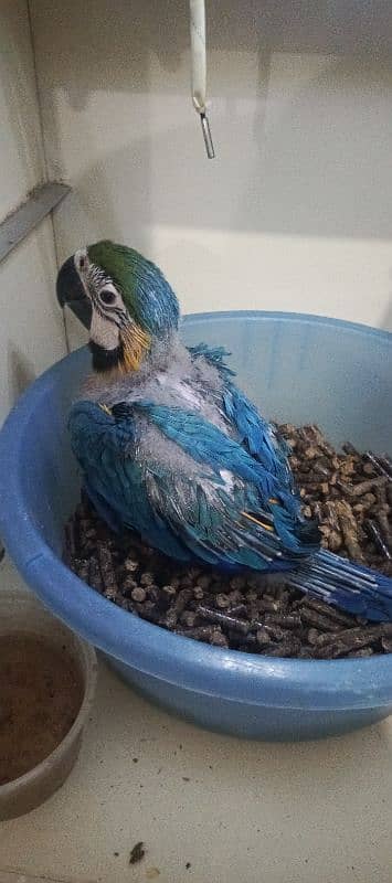 MACAW Blue n Gold chick's available 5