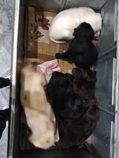 All colours puppy available male female age 35 03344635447