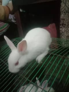 cute and active 7 baby rabbits for sale par pice 650 only