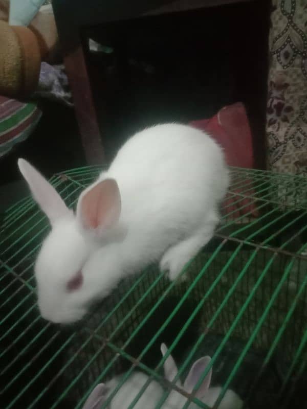 cute and active 7 baby rabbits for sale par pice 650 only 0