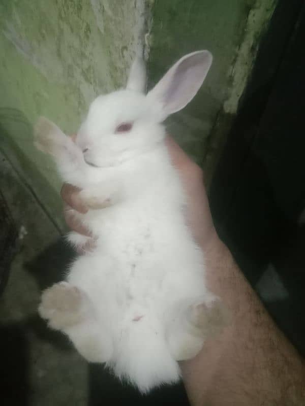 cute and active 7 baby rabbits for sale par pice 650 only 1