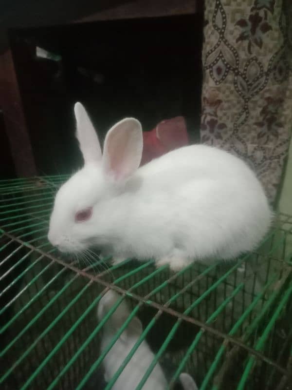 cute and active 7 baby rabbits for sale par pice 650 only 2