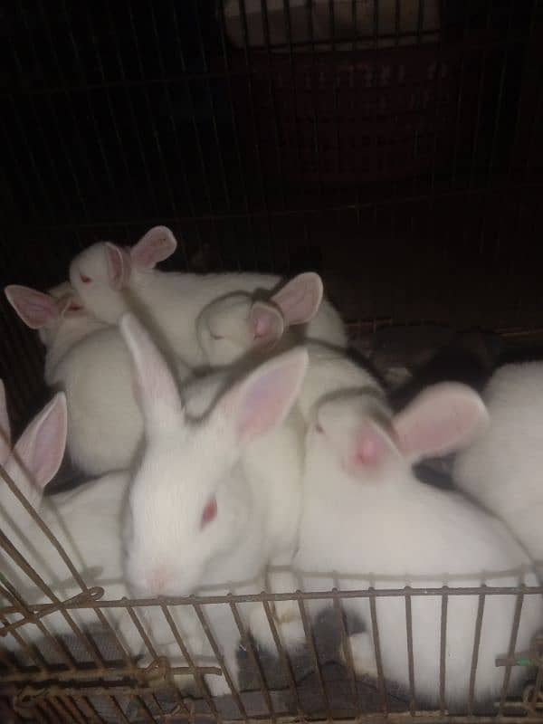 cute and active 7 baby rabbits for sale par pice 650 only 3