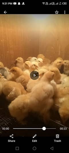 golden cochin chicks