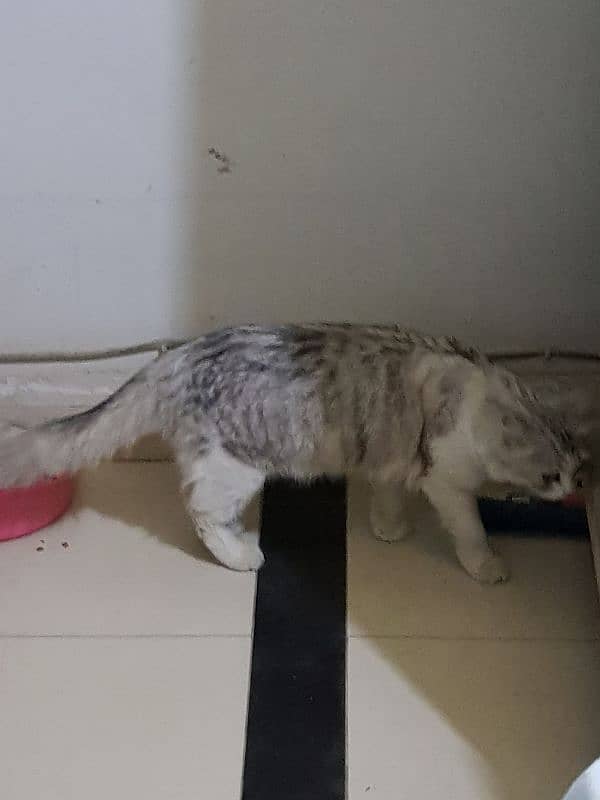 Abandoned Persian Cat 2